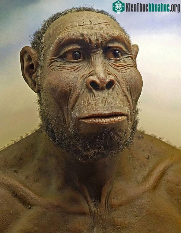 Homo rudolfensis