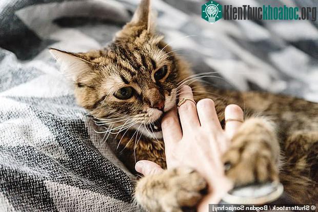 Không chỉ mèo nhà, hóa ra mèo hoang cũng có hành vi này.