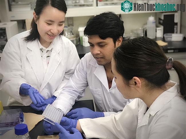 Các nghiên cứu viên làm việc tại Phòng thí nghiệm Đại học Hiroshima (Nhật Bản).