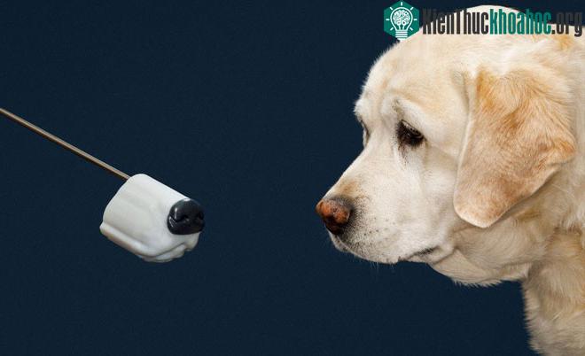 Để có được 100 chú chó sẵn sàng ra trận, họ phải huấn luyện 200 con.