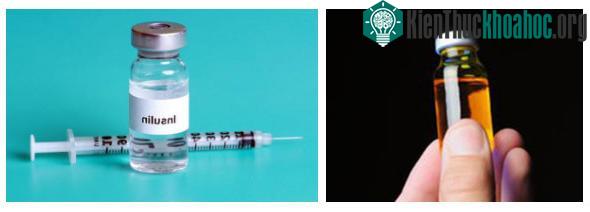 Bò là nguồn insulin dành cho người tiểu đường.