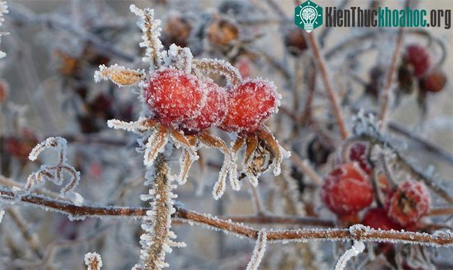 Người dân ở Oymyakon thường không ăn nhiều rau và trái cây.