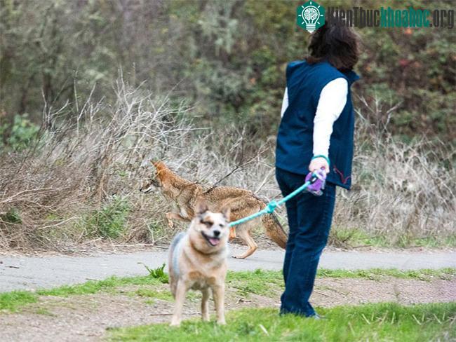 Một người gặp sói đồng cỏ khi đang dắt chó đi dạo ở San Francisco, các nhà khoa học đang khuyến cáo con người học cách chung sống hoà bình với loài vật này. (Ảnh: Guardian).