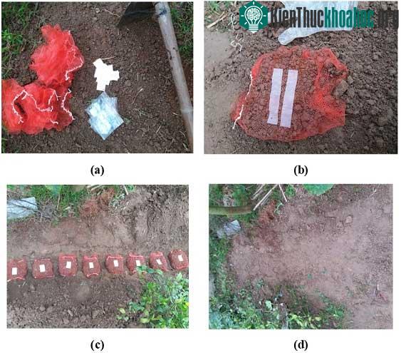 Việt Nam sản xuất túi nilon tự hủy thành... nước ảnh 1