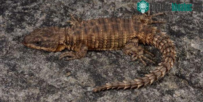 Cordylus phonolithos là một trong những loài thằn lằn sọc sống ở vùng núi cao nhất nhì Angola
