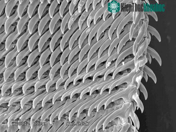 Răng ốc sên dưới kính hiển vi