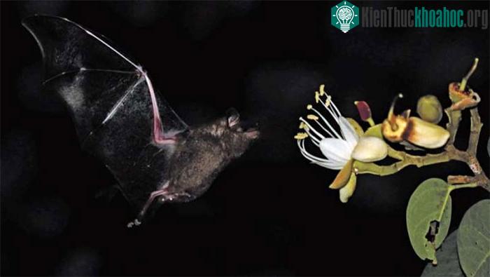 Dơi là loài hỗ trợ Hymenaea cangaceira thụ phấn nhiều nhất