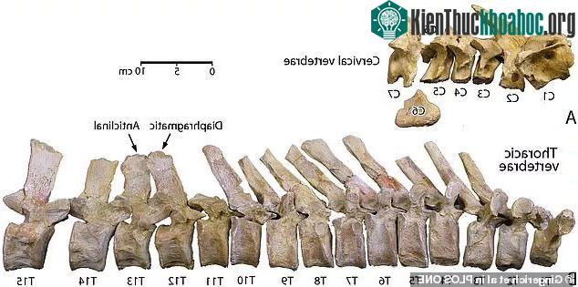 Cận cảnh các đốt sống thể hiện quá trình "biến hình" của sinh vật nửa cá, nửa động vật có vú này