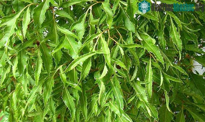 Đem giã nát lá đinh lăng để bôi bên ngoài vết thương sẽ khiến vết thương nhanh khép miệng.