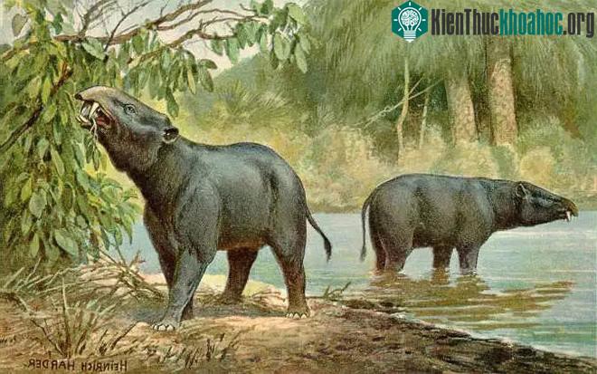 Moeritherium, có nghĩa là quái thú từ hồ Morris.
