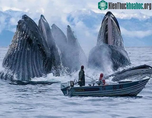 Đàn cá voi nhô lên mặt nước đớp mồi ngay sát một con thuyền được chụp ở Na uy.