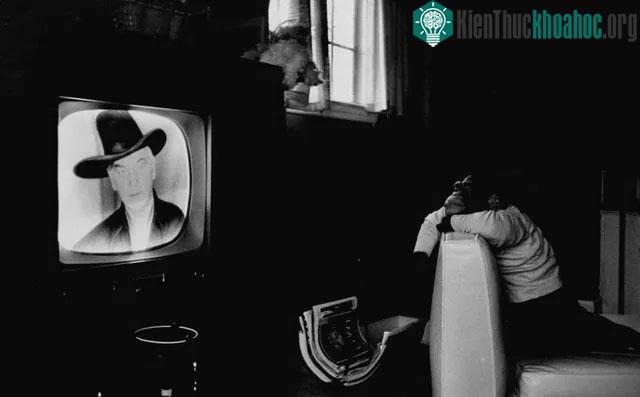 Một chú tinh tinh có tên Zippy đang ngồi chăm chú xem TV.