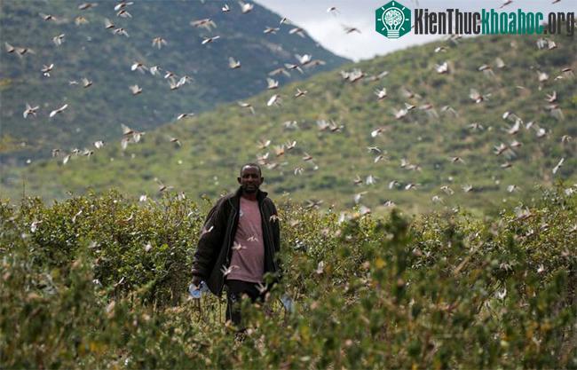 Vùng Laikipia phía bắc Kenya có kế hoạch phun thuốc trừ sâu từ trên không.