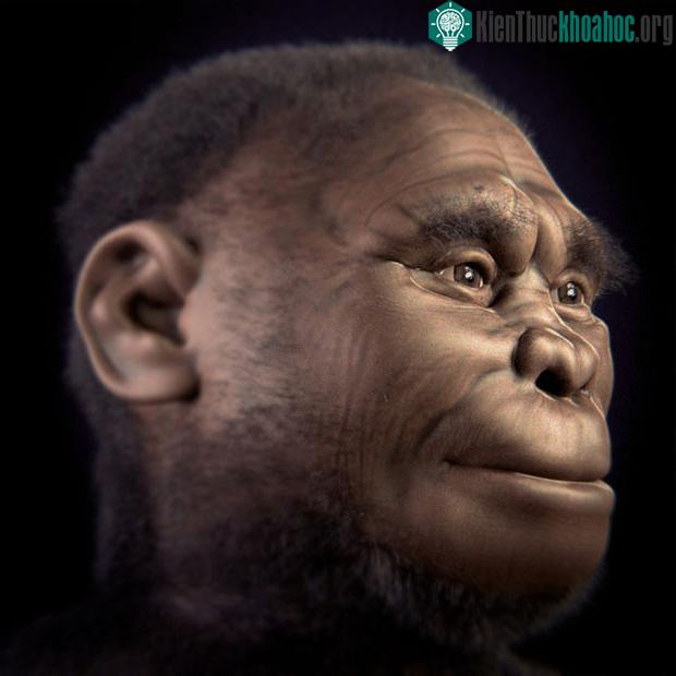 Homo Floresiensis