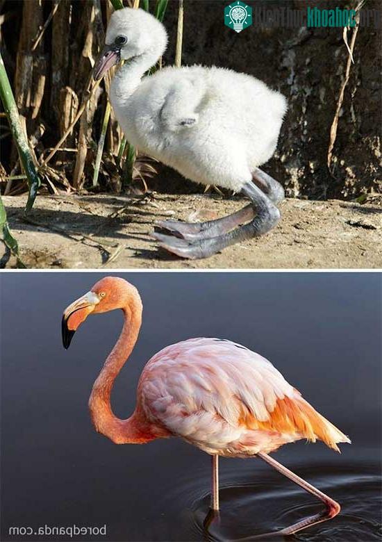 Hồng hạc nổi tiếng nhờ vẻ đẹp trời sinh cũng có khoảng thời gian bị chê xấu xí thời còn bé.