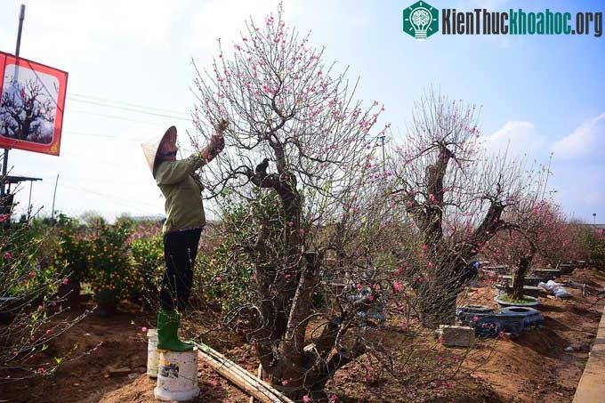 Nhiều gốc đào ở Nhật Tân cao quá đầu người.