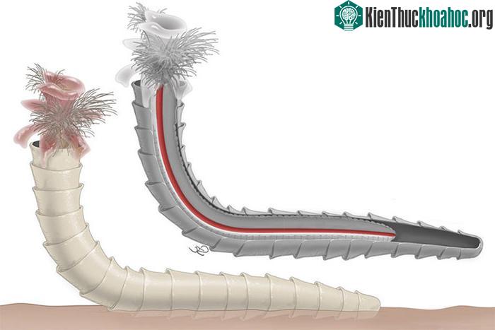 Đồ họa mô phỏng loài Cloudinid.