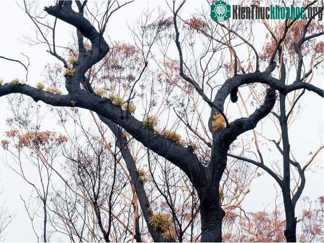Các khu rừng đang dần hồi sinh. (Ảnh: Murray Lowe).