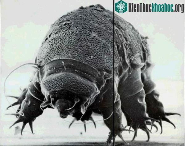 Thực tế bọ gấu nước là một nhóm loài với 900 loài riêng biệt được nhận diện.