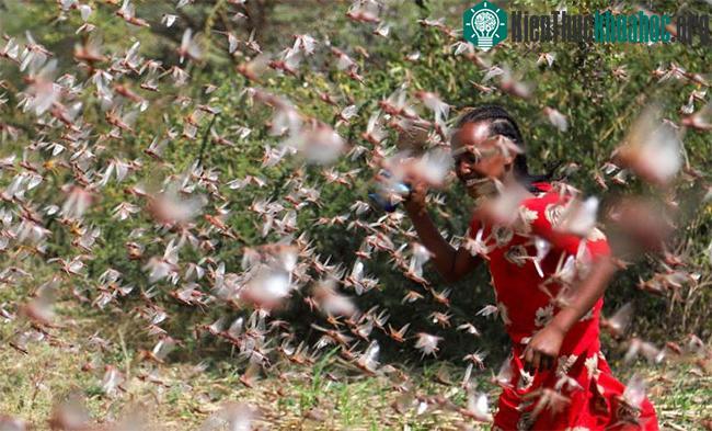Các đàn châu chấu đang “tăng một cách cực kỳ nguy hiểm” đang được ghi nhận ở Kenya