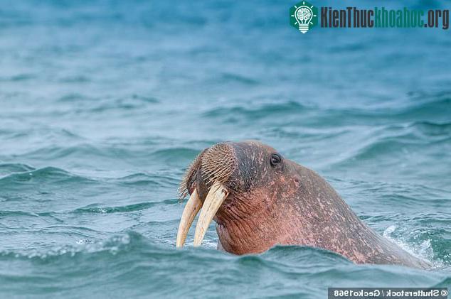 Một người họ hàng còn sống, mang vóc dáng tương đồng loài hải mã Greenland cổ đại đã tuyệt chủng