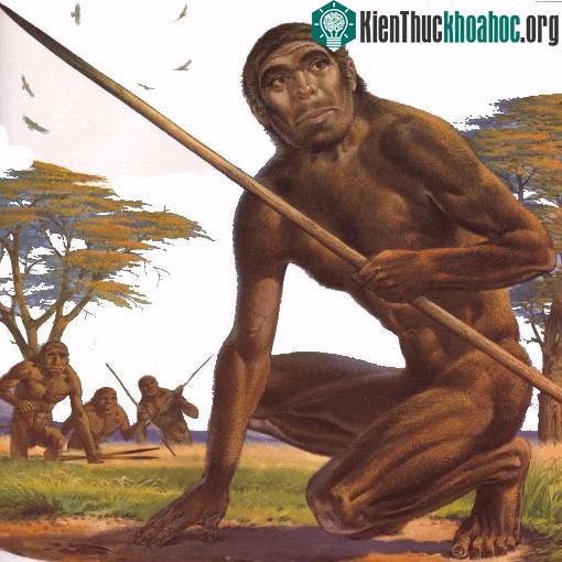 Homo erectus