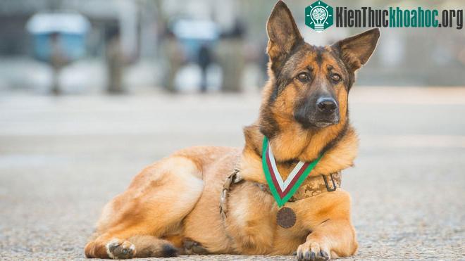 Chó dùng để huấn luyện chủ yếu là hai loài shepherd Đức và Malinois Bỉ.