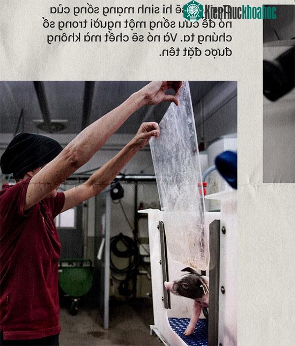 Các nhà khoa học muốn tạo ra nội tạng mang gene người, nhưng được nuôi trong cơ thể một con lợn.
