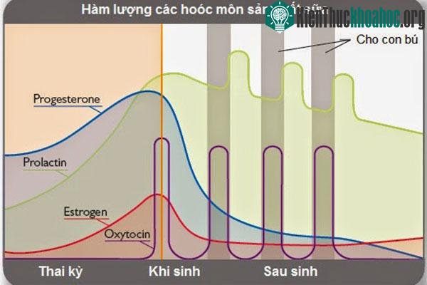 Hàm lượng các hormone sản xuất sữa được cơ thể tiết ra trong từng giai đoạn cụ thể.