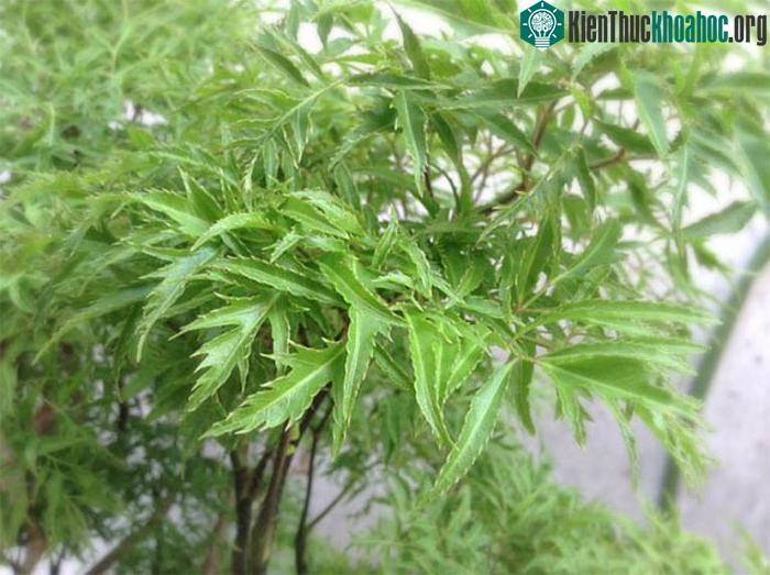 Tốt nhất nên bảo quản trong chai thủy tinh và để ở ngăn mát tủ lạnh.