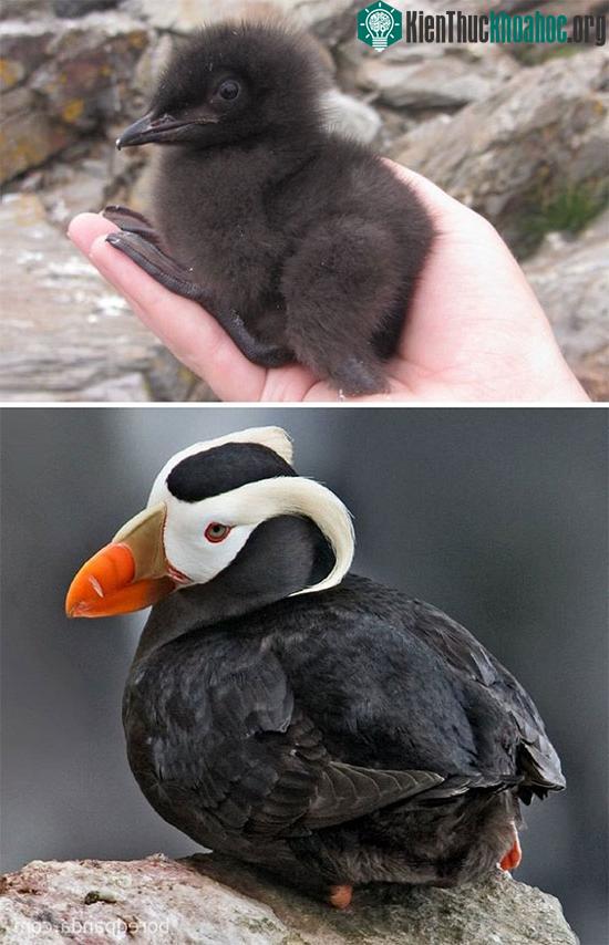 Hải âu cổ rụt mào lông, lớn lên xinh đẹp nổi bật nhưng thời nhỏ dung mạo lại xoàng xĩnh.