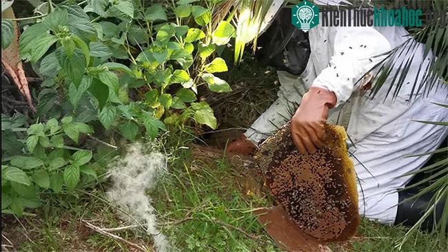 Thợ bắt ong Johan xử lý tổ ong.