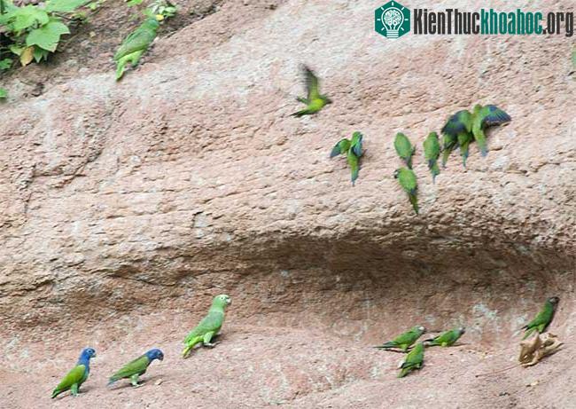 Vẹt vốn là một loài đặc trưng ở vùng Nam Mỹ