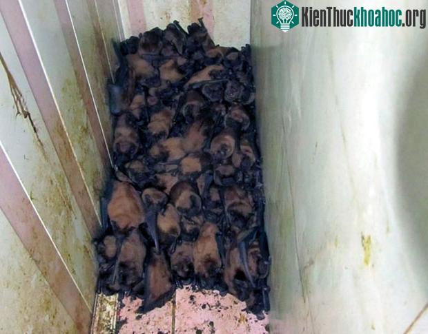 Hàng nghìn con dơi lúc nhúc trong mọi ngóc ngách của ban công, thậm chí không thèm bay đi khi có người đến bắt.