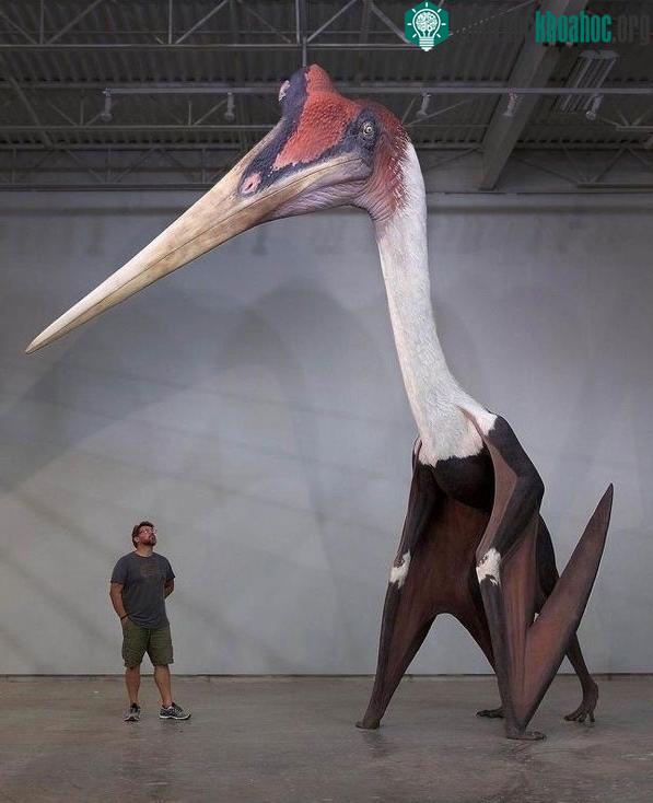 So sánh kích thước của Quetzalcoatlus với con người khi đứng thẳng.