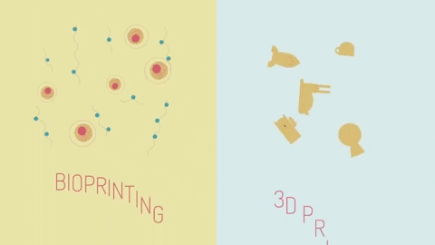 Cách tạo ra nội tạng bằng công nghệ in 3D ảnh 2