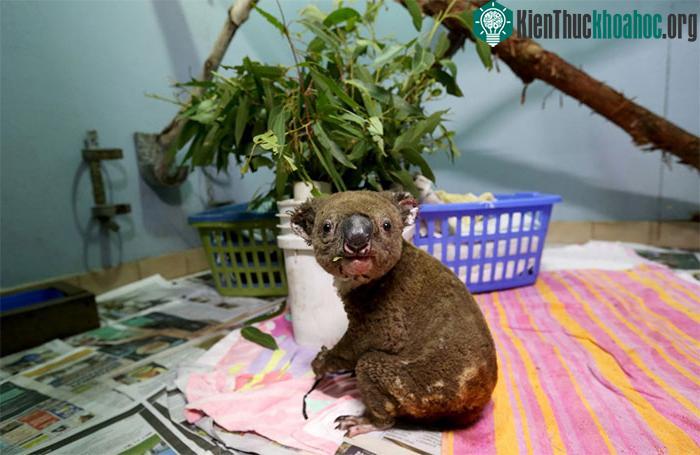 Một chú gấu Koala sau khi được giải cứu khỏi đám cháy rừng