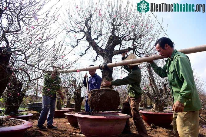 ây đào thế được chủ vườn thuê người đánh vào chậu đợi khách hàng đến thuê