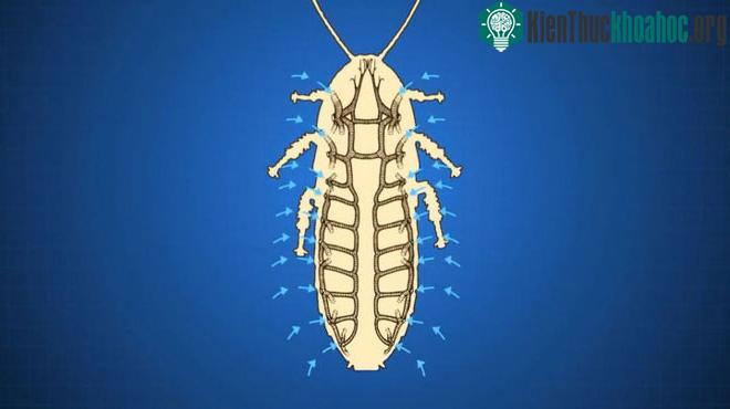 Chúng hô hấp nhờ vào các lỗ chân lông ở hai bên cơ thể để thở