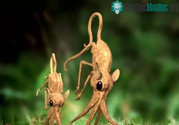 Khoang mũi của Nosewalker chiếm phần lớn chiều dài cơ thể.