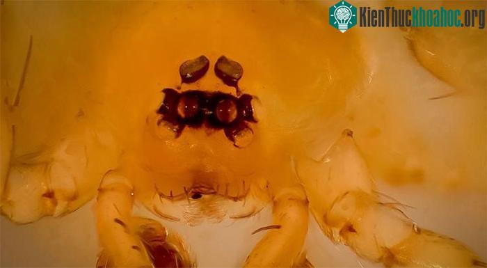 Nhện Myrmecicultor chihuahuensis sống ở vùng sa mạc Chihuahua, Mexico