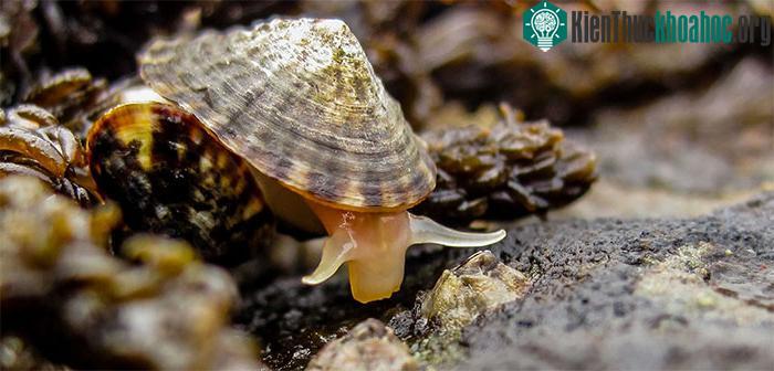 Một con ốc sên biển limpets