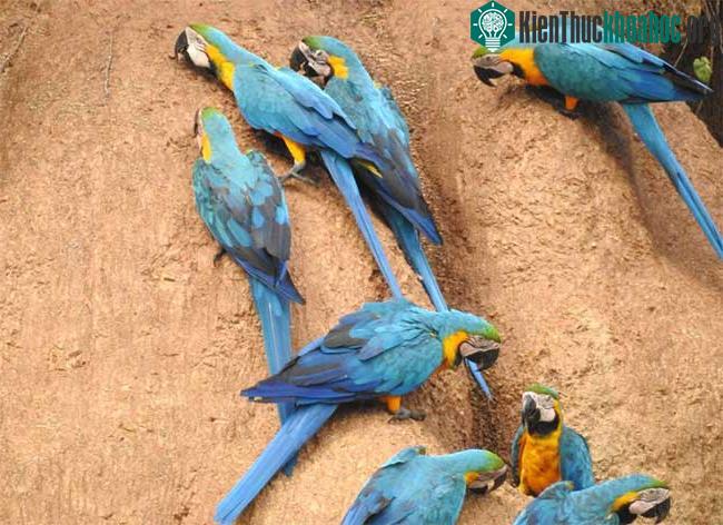 Hình ảnh vẹt ăn đất sét không chỉ thu hút sự tò mò của các nhà khoa học mà còn với cả khách du lịch