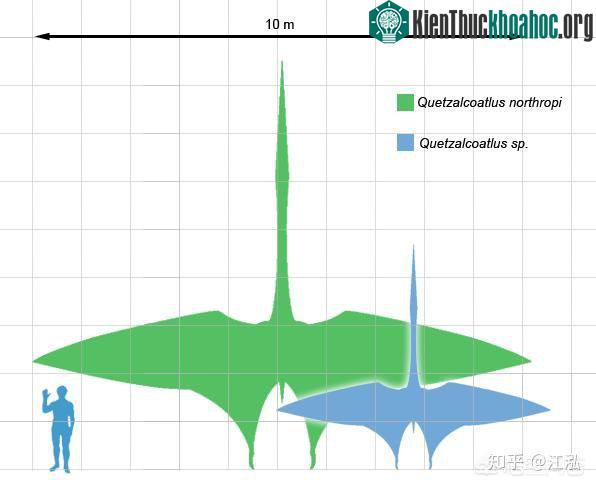 So sánh kích thước của Quetzalcoatlus khi chúng mở rộng hết cỡ sải cánh với kích thước của con người.