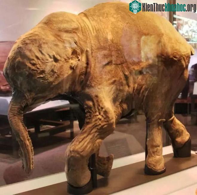 Để tồn tại, loài voi cổ đại cũng cần phải tiến hóa, thay đổi kích thước để thích nghi với môi trường sống mới.