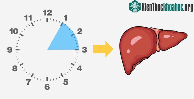 Trong khoảng thời gian 1-3h sáng, cơ thể bạn sẽ tự làm sạch, loại bỏ các chất thải ra khỏi máu