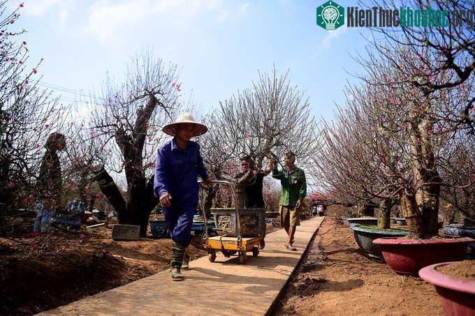 Cây đào có giá cho thuê hơn 10 triệu đồng đang được anh Hiệp - một chủ vườn đưa ra xe