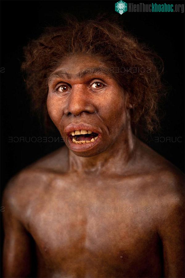Homo ergaster