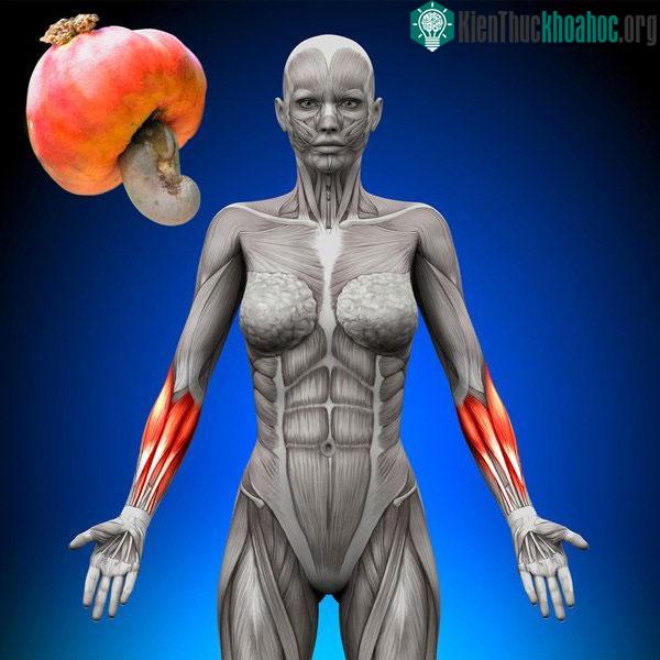 Hạt điều tốt cho cơ bắp