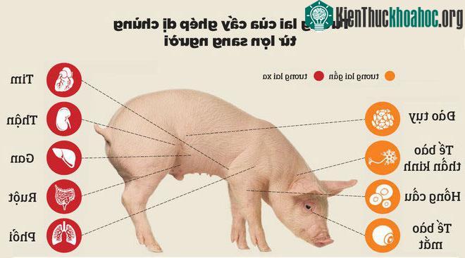 Tương lai của cấy ghép dị chủng từ lợn sang người